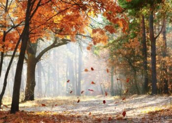 Por que as folhas das árvores mudam de cor no outono?