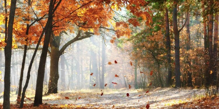 Por que as folhas das árvores mudam de cor no outono?