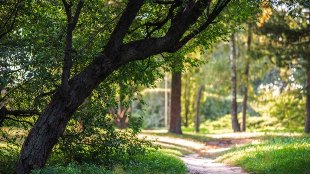 O poder surpreendente das plantas na saúde mental: estudos mostram como elas ajudam a reduzir o estresse