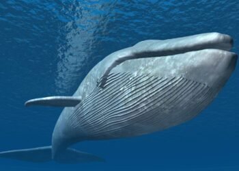 Vozes do abismo: como as baleias-azuis conversam a 8.000 km de distância