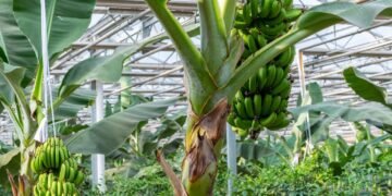 Como plantar banana em casa e garantir cachos saudáveis e produtivos