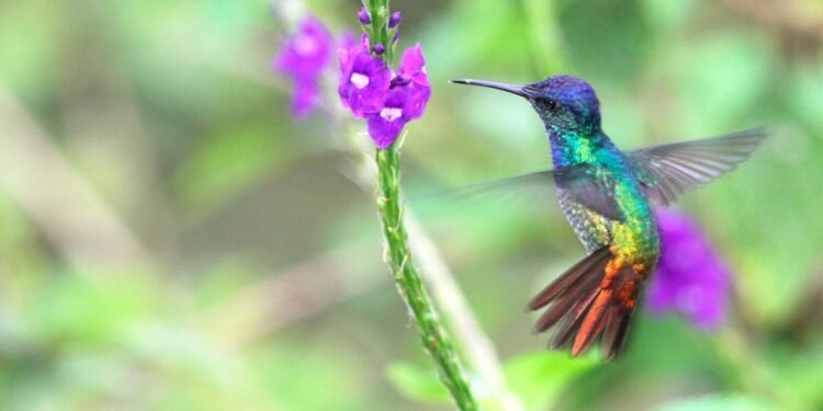 Depois disso, vem a escolha das plantas e o preparo do solo, sempre misturando flores nativas e espécies já adaptadas à região - Créditos: depositphotos.com / toucanet