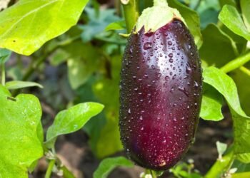 Baixas calorias, alta nutrição: por que a berinjela é a melhor amiga da sua alimentação equilibrada