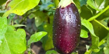 Baixas calorias, alta nutrição: por que a berinjela é a melhor amiga da sua alimentação equilibrada