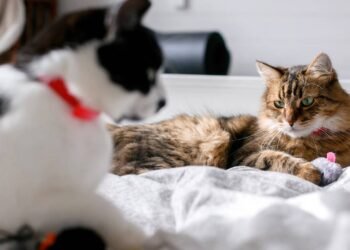 Como os bigodes do gato ajudam a perceber o ambiente e manter segurança ao se mover