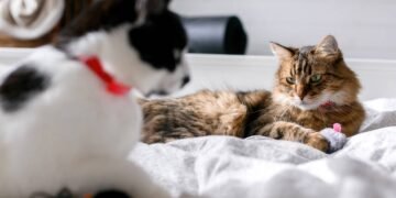 Como os bigodes do gato ajudam a perceber o ambiente e manter segurança ao se mover