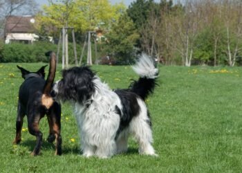 Cumprimento canino: por que cheirar o bumbum é o aperto de mão mais educado do mundo animal