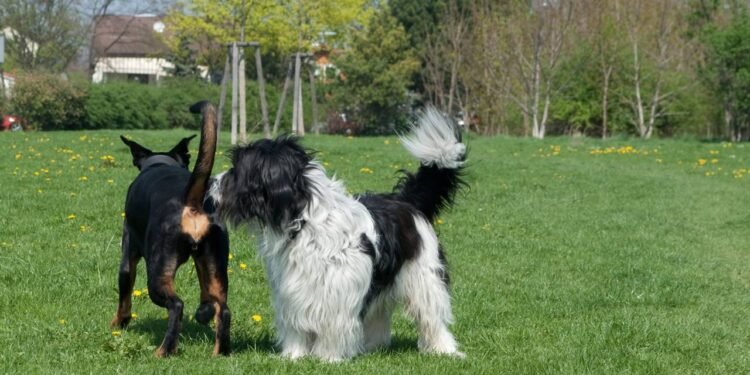 A expressão assinatura química canina descreve o conjunto de cheiros que cada cão libera, - Créditos: depositphotos.com / laengauer
