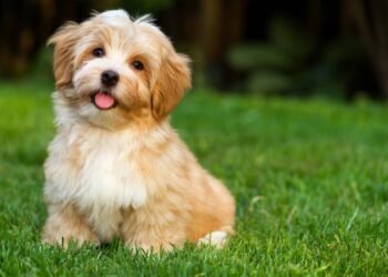 Por que os cachorros ficam com a cabeça de lado quando falam com eles