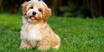 Por que os cachorros ficam com a cabeça de lado quando falam com eles