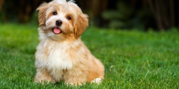 Por que os cachorros ficam com a cabeça de lado quando falam com eles