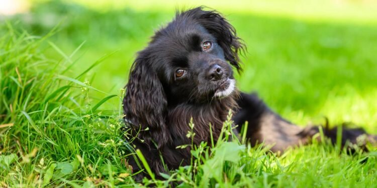 Os cães ouvem sons em frequências que nós nem percebemos. - Créditos: depositphotos.com / nardi.bk.ru