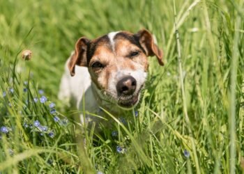 Meu cachorro virou fã de salada? Entenda por que os cães comem grama e quando isso é um perigo