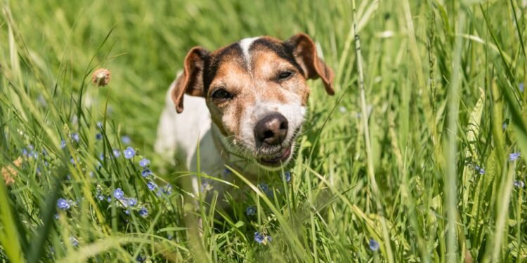 A principal explicação para esse hábito está ligada aos ancestrais dos cães, como lobos e canídeos selvagens - Créditos: depositphotos.com / thaka11