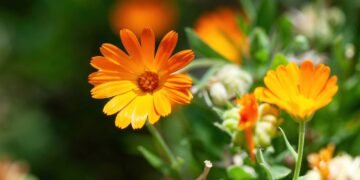Quer flores o ano todo? Aprenda a podar e a regar da forma certa e manter sua calêndula sempre saudável
