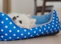 Onde colocar a caminha do cachorro para ele dormir tranquilo e protegido em casa