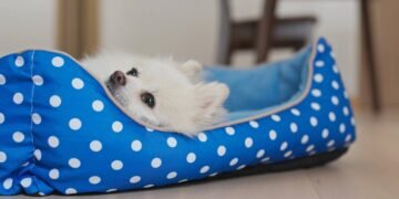 Onde colocar a caminha do cachorro para ele dormir tranquilo e protegido em casa