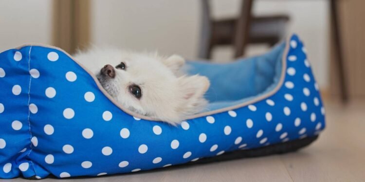 A cama do cachorro não é só um item de conforto: ela é o “porto seguro” do animal dentro de casa - Créditos: depositphotos.com / leungchopan