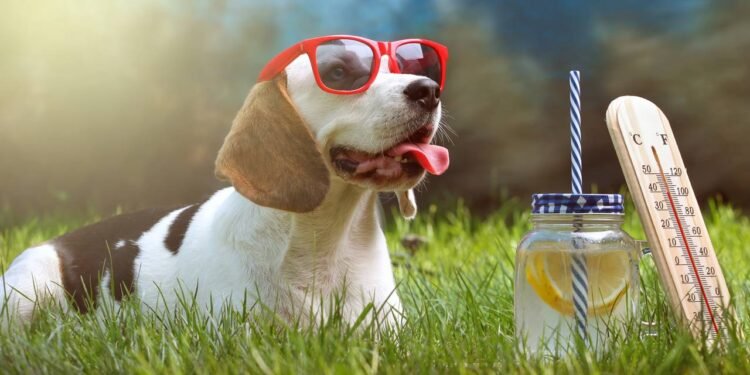 Os cães até transpiram, mas de um jeito bem diferente dos humanos - Créditos: depositphotos.com / tcsaba