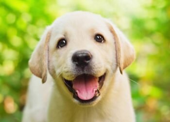 Sinais que seu cãozinho está mais feliz do que nunca