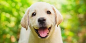 Sinais que seu cãozinho está mais feliz do que nunca