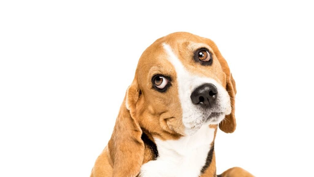 Por que os cachorros ficam com a cabeça de lado quando falam com eles