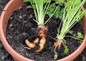 Erros que deixam cenouras tortas e como preparar vasos para uma colheita perfeita