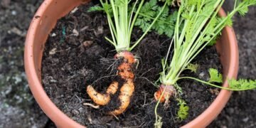 Erros que deixam cenouras tortas e como preparar vasos para uma colheita perfeita