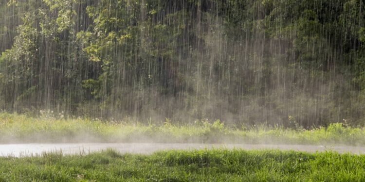 O sistema olfativo humano é incrivelmente sensível à geosmina: conseguimos detectá-la em concentrações mínimas - Créditos: depositphotos.com / were-photography