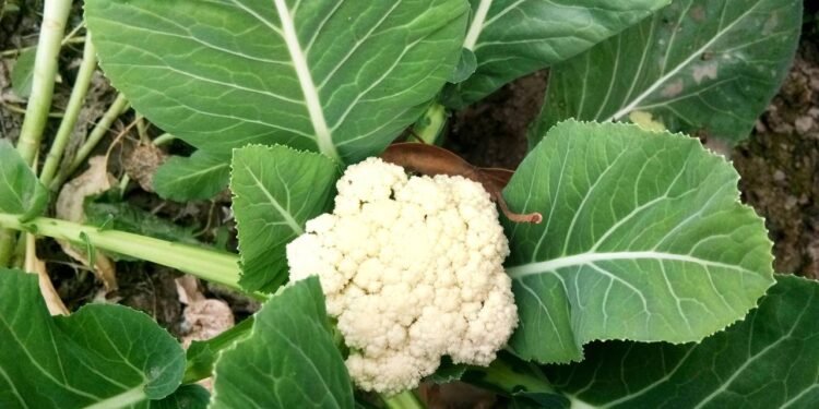 A couve-flor gosta de temperaturas mais frescas, geralmente entre 15 °C e 22 °C - Créditos: depositphotos.com / Deepkcreation