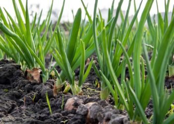 Cebolinha infinita: o truque para nunca mais gastar dinheiro com tempero no mercado