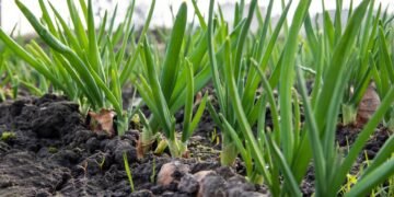 Cebolinha infinita: o truque para nunca mais gastar dinheiro com tempero no mercado