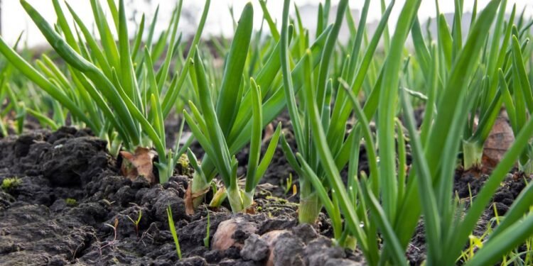 Isso acontece porque a cebolinha guarda energia justamente nessa parte mais clara do talo - Créditos: depositphotos.com / Jastock