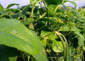 Veja como as treliças e estacas transformam seu vaso de feijão em uma horta produtiva