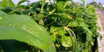 Veja como as treliças e estacas transformam seu vaso de feijão em uma horta produtiva