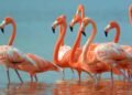 O curioso processo que transforma filhotes cinza em flamingos rosa deslumbrantes