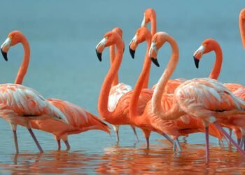 O curioso processo que transforma filhotes cinza em flamingos rosa deslumbrantes