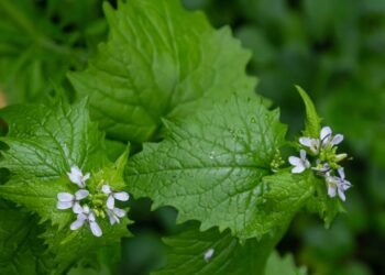 Folhas de mostarda e a saúde dos ossos: veja como essa verdura ajuda a prevenir a osteoporose