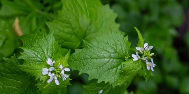 As folhas de mostarda são ricas em cálcio vegetal, mineral que participa da formação da matriz óssea - Créditos: depositphotos.com / olko1975