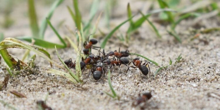 formigas