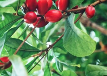 Diga adeus ao açúcar: essa fruta transforma sabores ácidos em doces