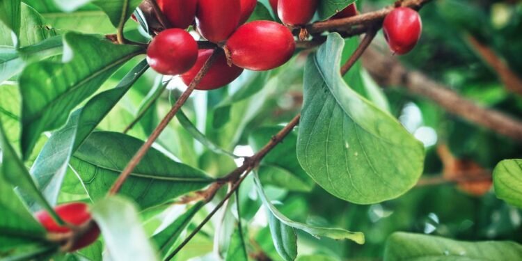 A fruta do milagre é um arbusto de clima tropical que produz frutinhas vermelhas, com polpa fina em volta de um caroço grande - Créditos: depositphotos.com / Successo images