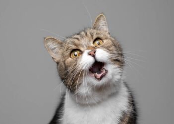Saboreando cheiros: entenda por que os gatos ficam de boca aberta ao cheirar algo