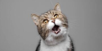 Saboreando cheiros: entenda por que os gatos ficam de boca aberta ao cheirar algo