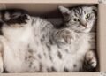 Dormir apertado? Entenda como as caixas pequenas ajudam os gatos a manter o calor do corpo