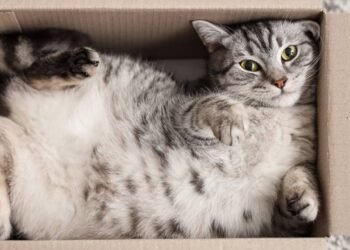 Dormir apertado? Entenda como as caixas pequenas ajudam os gatos a manter o calor do corpo