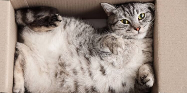 Na natureza, felinos evitam lugares totalmente abertos, porque isso aumenta a sensação de perigo e exposição a possíveis ameaças - Créditos: depositphotos.com / serezniy