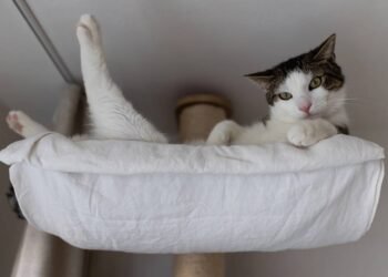 Por que os gatos adoram lugares altos e como deixar sua casa segura para eles