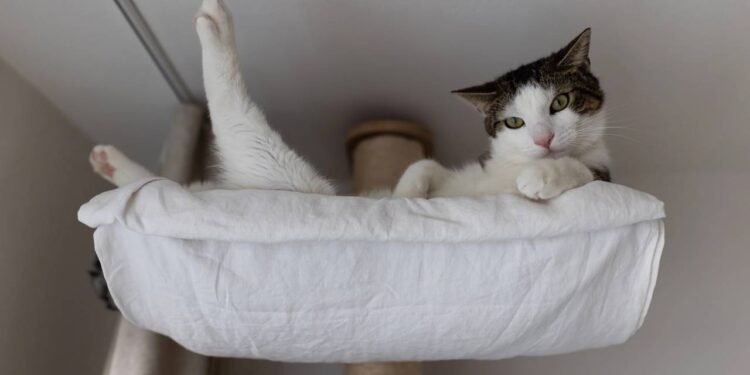 Lá do alto, o gato enxerga melhor tudo o que acontece: pessoas se movimentando - Créditos: depositphotos.com / lermont51