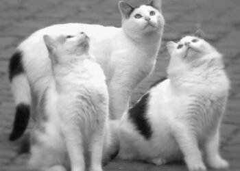 Gato batendo os dentes na janela? Entenda o que é o tique-taque felino ao ver pássaros